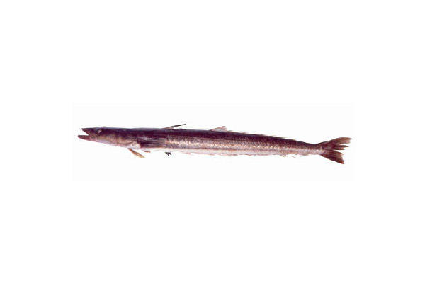 Percophis brasiliensis