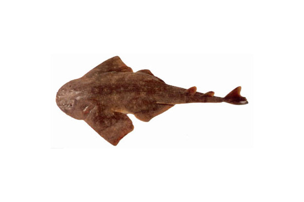 Squatina argentina