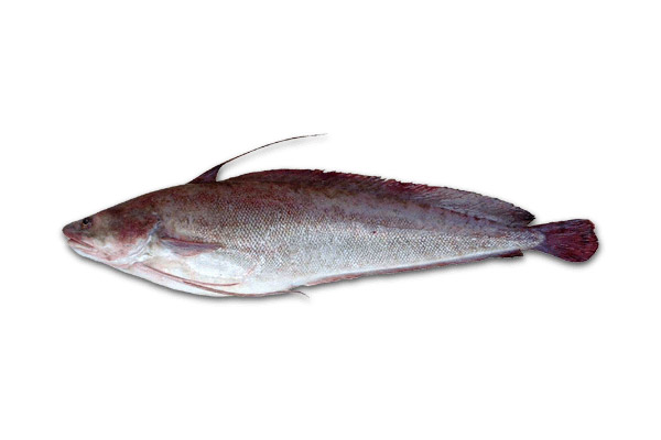 Urophycis brasiliensis