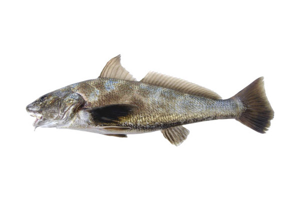 Menticirrhus martiniencis, Ophioscion adustus