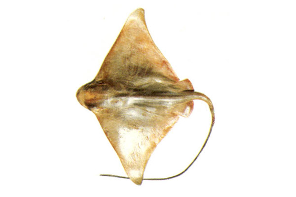 Géneros Dasyatis, Pteroplatea, Aetobatus