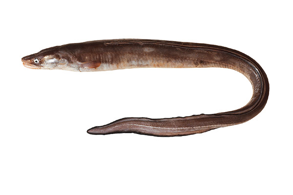 Conger orbignyanus
