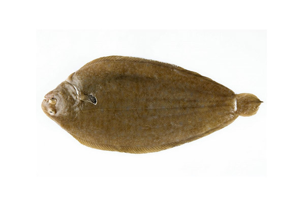 Paralichthys orbignyana, Oncopterus darwini