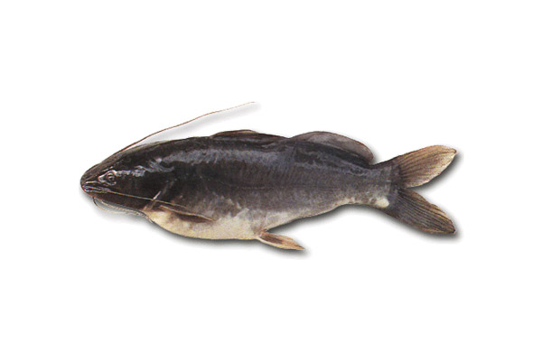 Genidens barbus