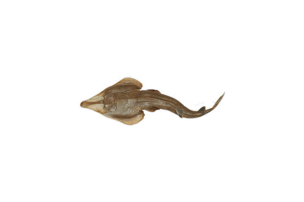 Rhinobatus percellens