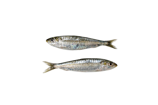 Ramnogaster arcuata