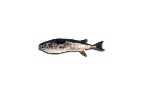 Lagocephalus laevigatus, Sphoeroides pachygaster