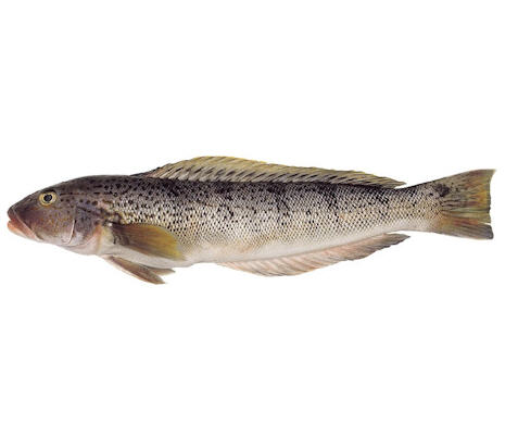 Pseudopercis Semifasciata